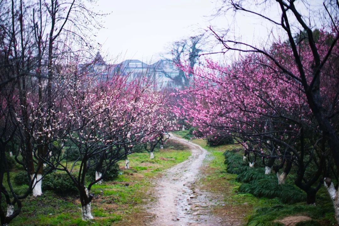 杭州孤山梅园图片,杭州赏梅园