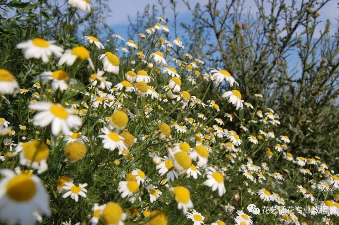 20种常见的菊科植物有哪些,哪些菊科植物好养