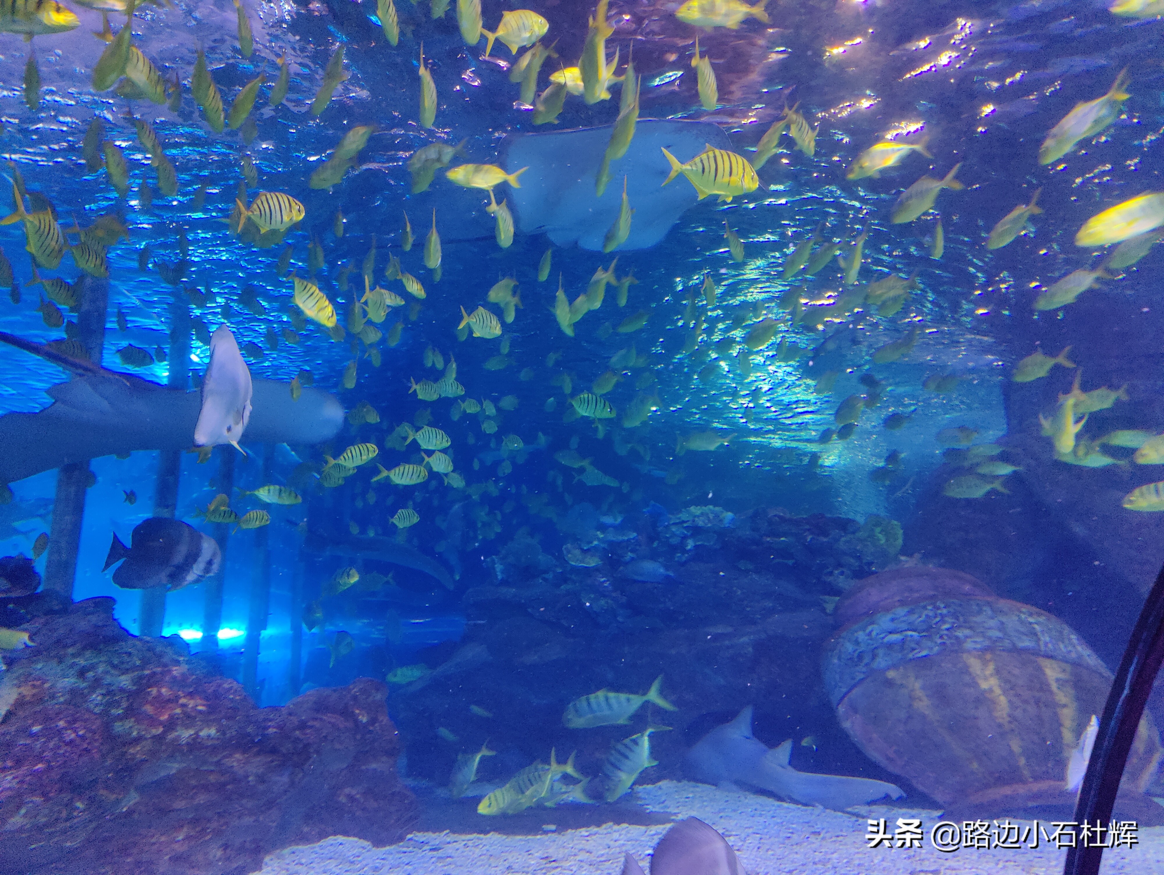 北京海洋馆海底世界游玩攻略,海洋馆北京海底世界游玩路线