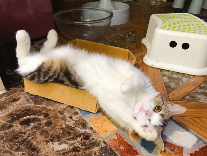 猫咪喂食中的冷知识，原来大蒜不能驱虫，海鲜也需挑选后喂猫