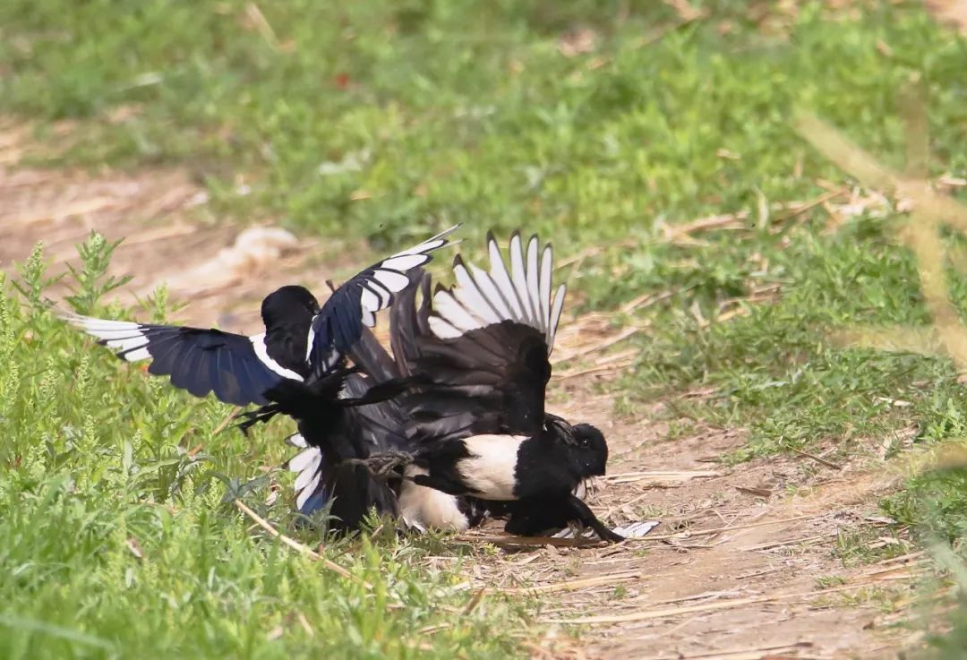 秦岭山里常见的鸟,秦岭的猛禽