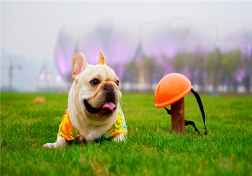 狗狗来例假怎么护理大狗,养狗专业知识狗狗挑食怎么办