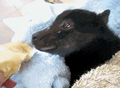 世界最大的蝙蝠,世界上最大的蝙蝠是什么蝙蝠