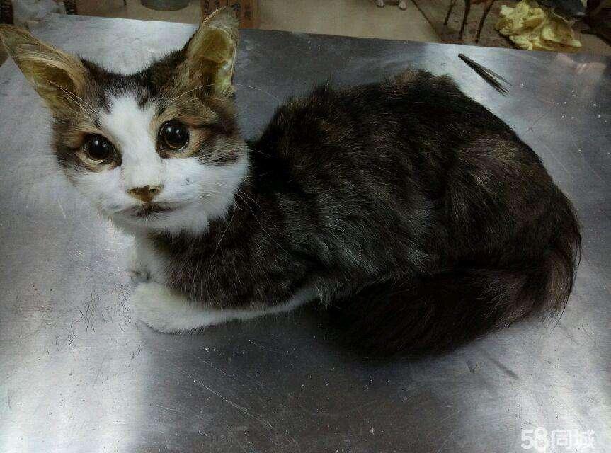 如果猫咪死了能干什么,猫咪去世了怎么善后