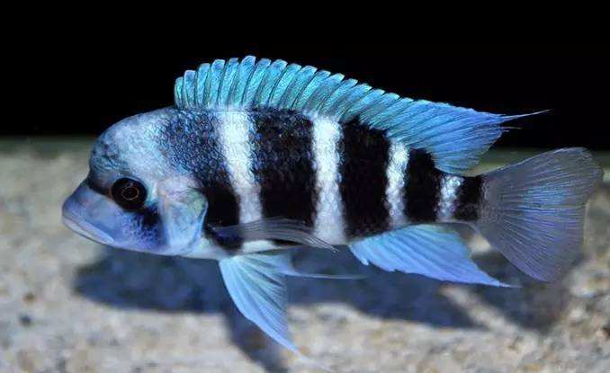 养观赏鱼小知识大全,养观赏鱼知识大全