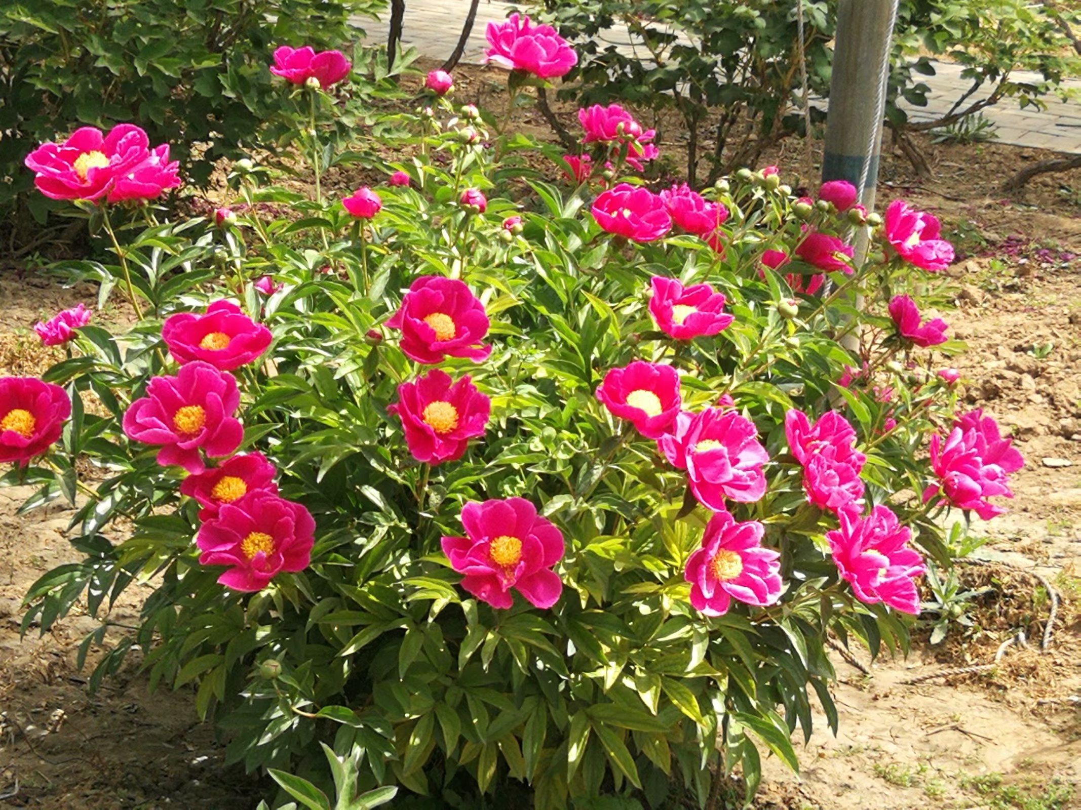 柏乡汉牡丹园最新消息,柏乡牡丹园门票优惠政策