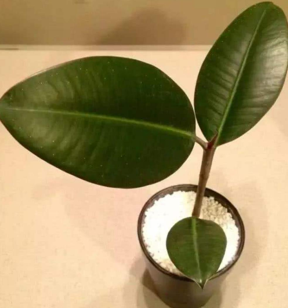 橡皮树枝条徒长怎么办,橡皮树修剪后就一个侧芽