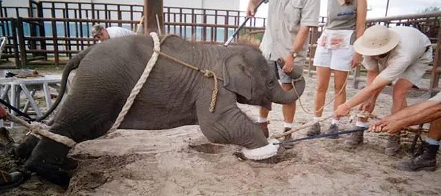 驯兽师被大象踩死事件,驯兽师被大象踩死