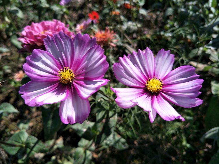 武冈民间传说大全,武冈攀角楼之谜