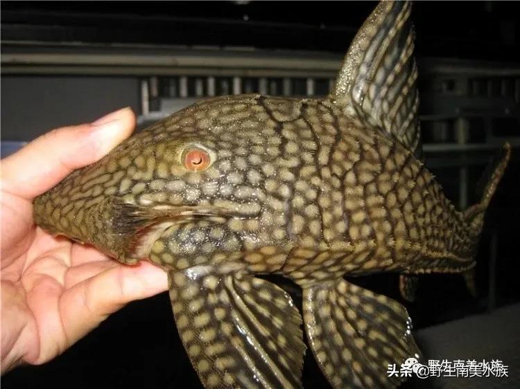 钻石皇冠豹鱼,每天认识一条鱼