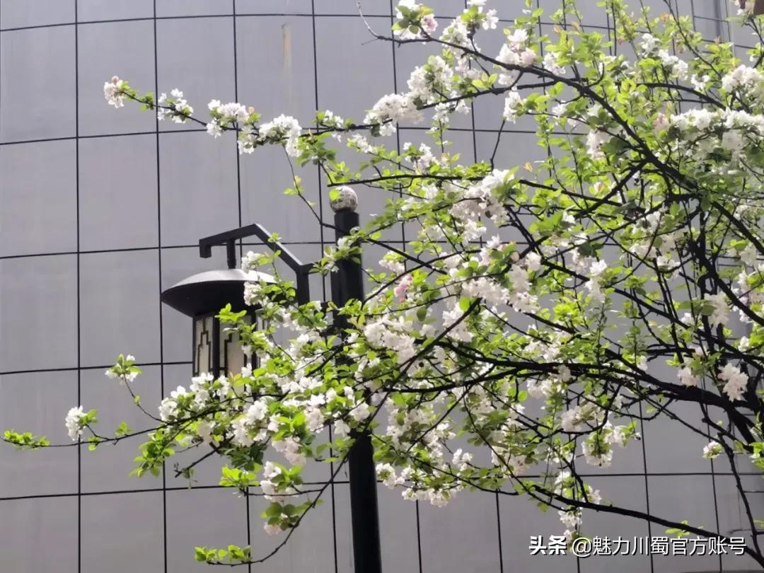 绵阳南山中学办学理念,家长评价绵阳南山中学真实水平