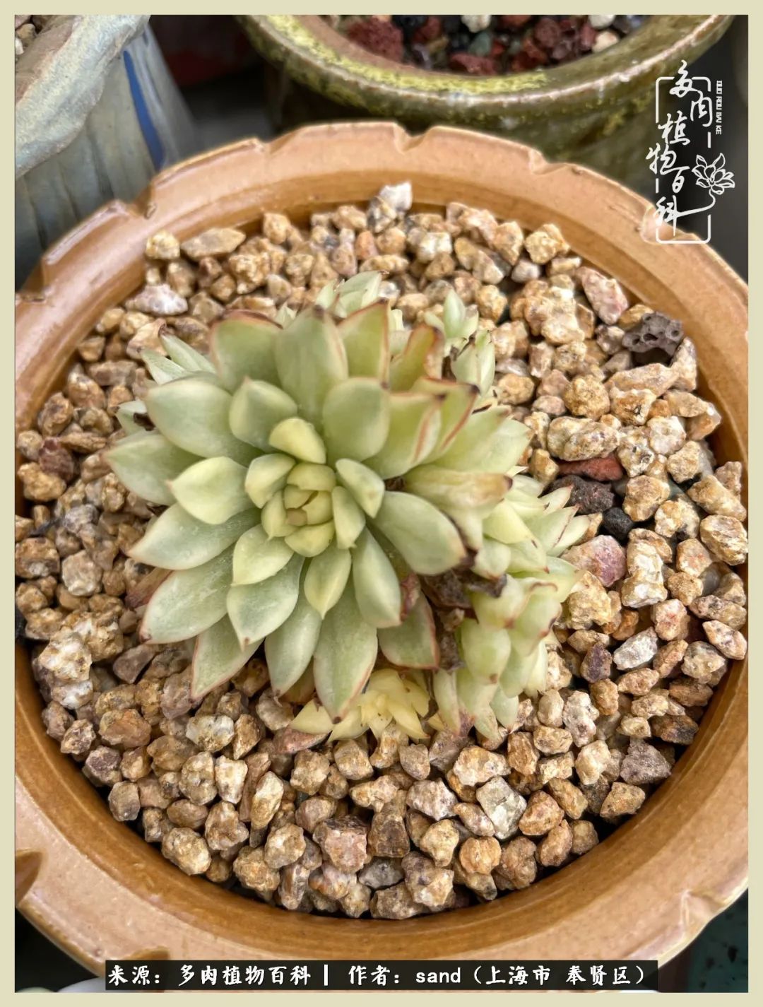 多肉垂落下去该怎么办,多肉在三伏天怎么度夏