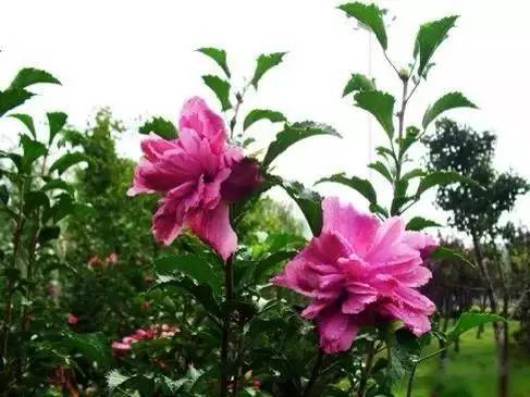 各国国花展示视频,各国国旗国徽国花