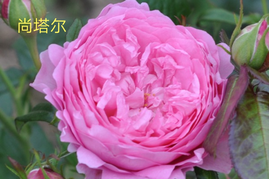 适合做切花的月季品种,十大公认最好切花月季