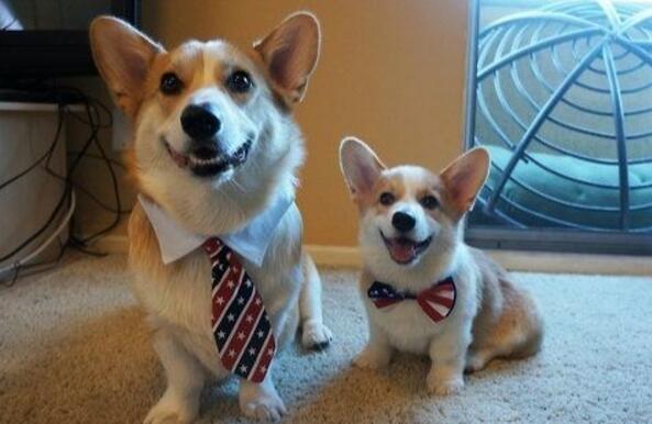 狗狗怎么交配？狗狗配种的4个正确方法