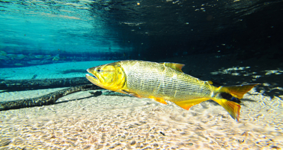 极具攻击性的观赏鱼有哪些,常见的攻击性强的观赏鱼