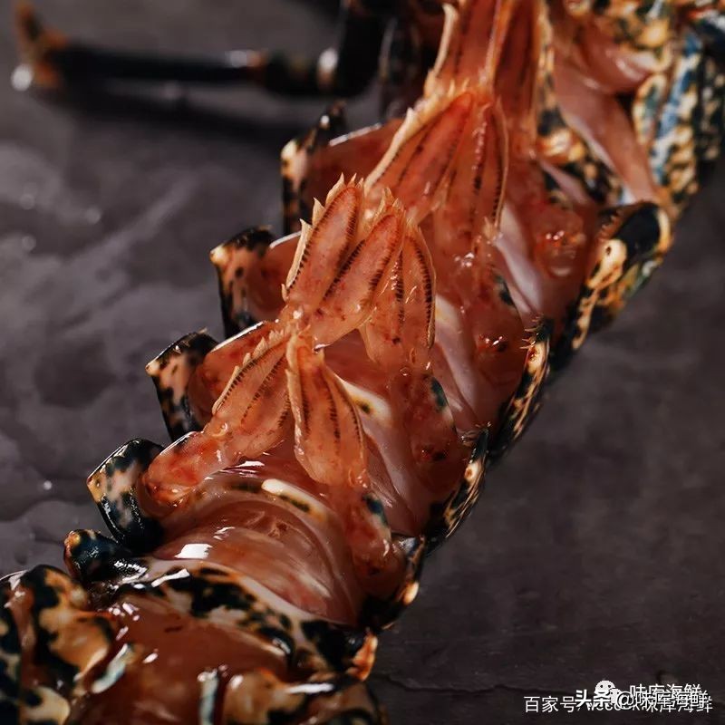 你见过大龙虾吗,你见过像铁球一样的鱼吗