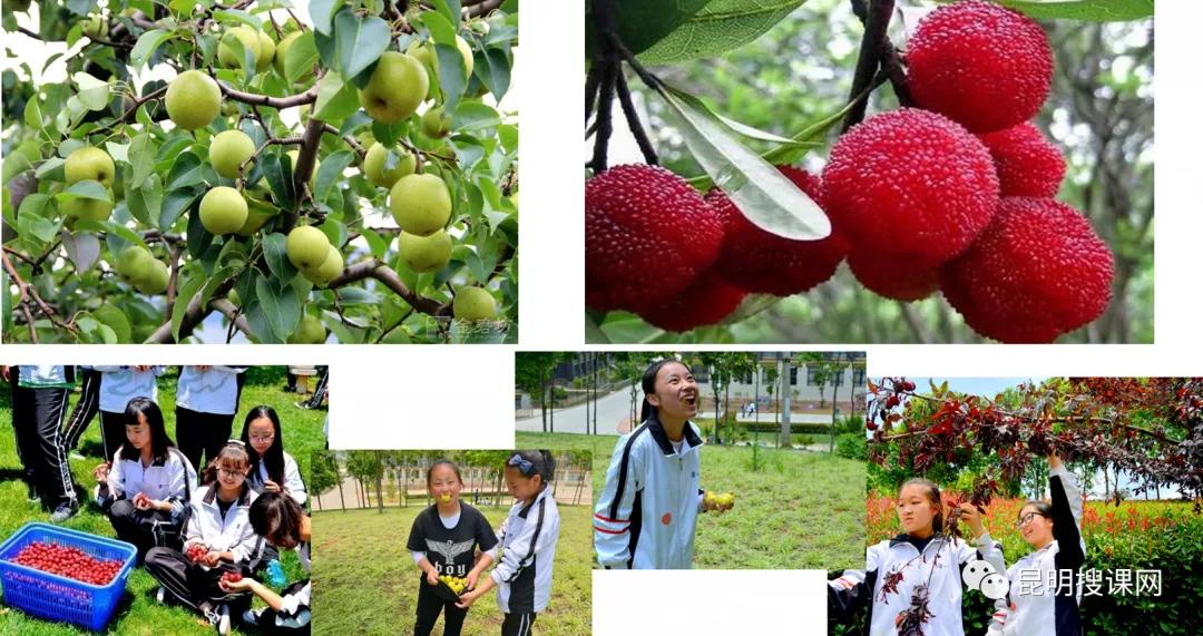 2018年云大附中呈贡高考喜报,云大附中呈贡校区2019高考喜报