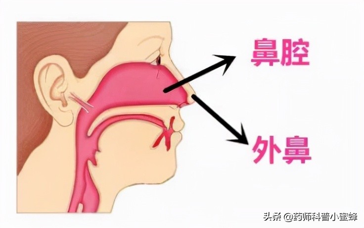 滴鼻剂正确使用方法图,十三味辛夷滴鼻剂使用方法