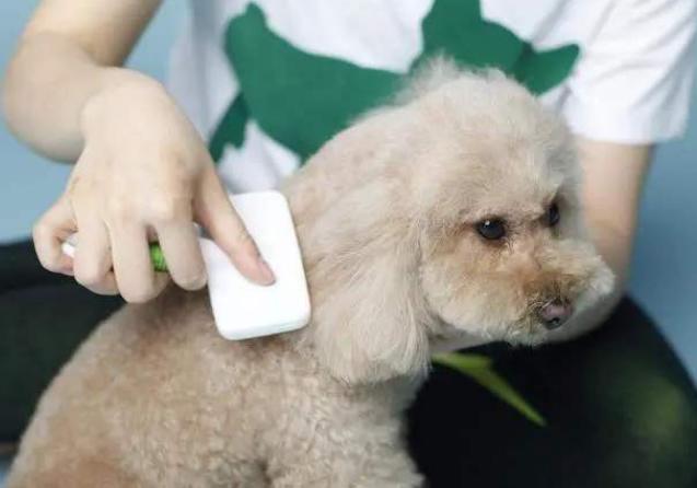 每天给狗狗梳毛的正确方法,给狗狗梳毛的正确方法