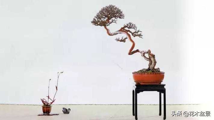 文人树盆景，宣泄一种情绪，吐露一种幽愤