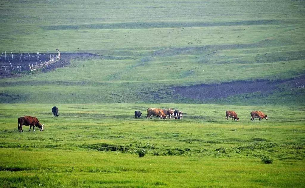 天津草原游线路及报价,天津周边草原哪家好