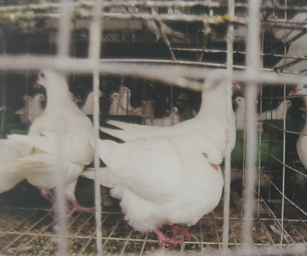 赛鸽紫胸怎么回事,赛鸽张嘴呼吸气喘怎么回事