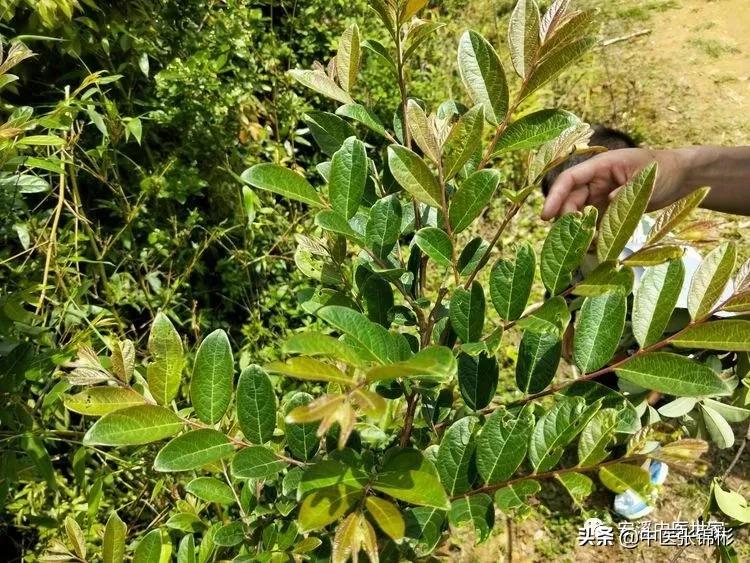 认识身边的中药材,认识中医寻找身边的中药