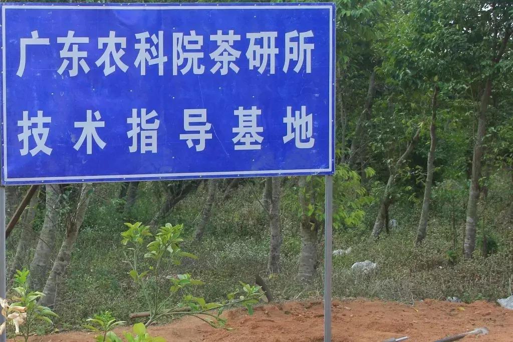 沉香好样的,沉香好看么