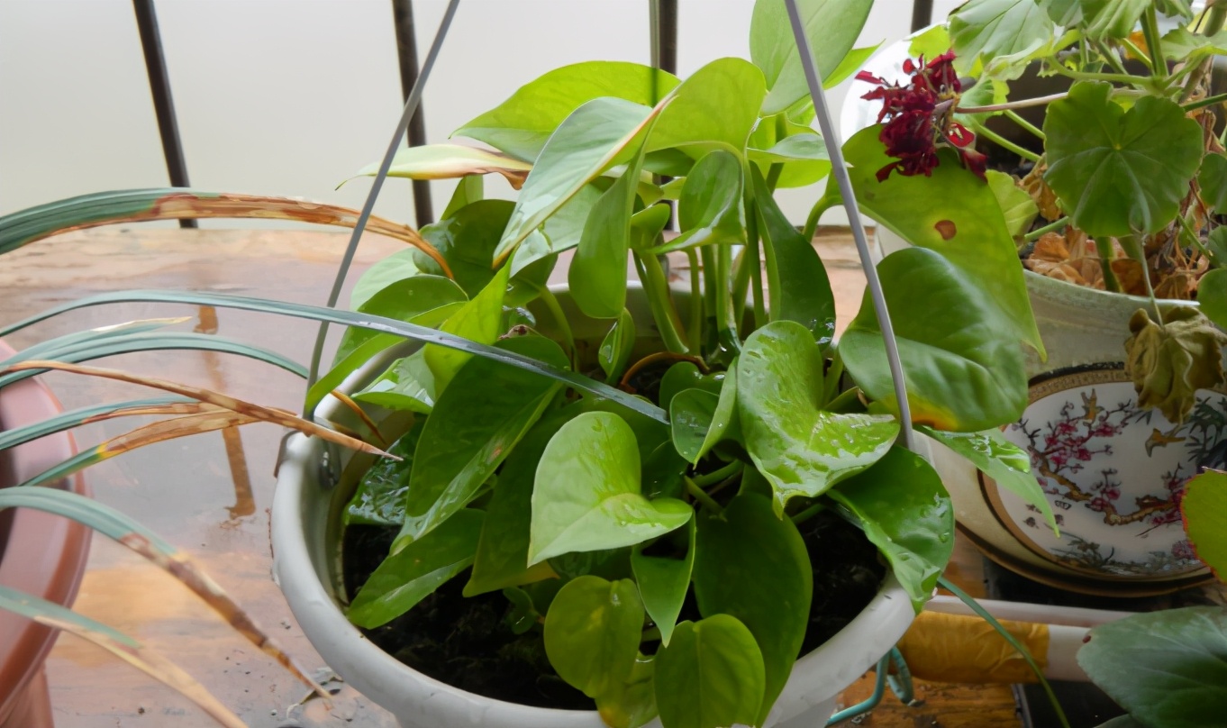 绿萝在家养到底好不好,为什么养绿萝不好