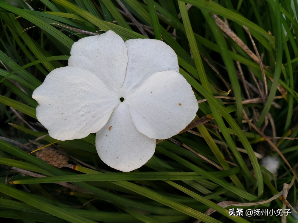 过年洗被子会怎么样,过年洗被子说法