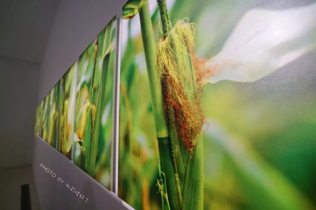 北戴河阿那亚属于哪个镇,北戴河阿那亚值得去吗