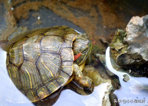 乌龟为什么不吃乌龟饲料,乌龟怎么不吃乌龟粮