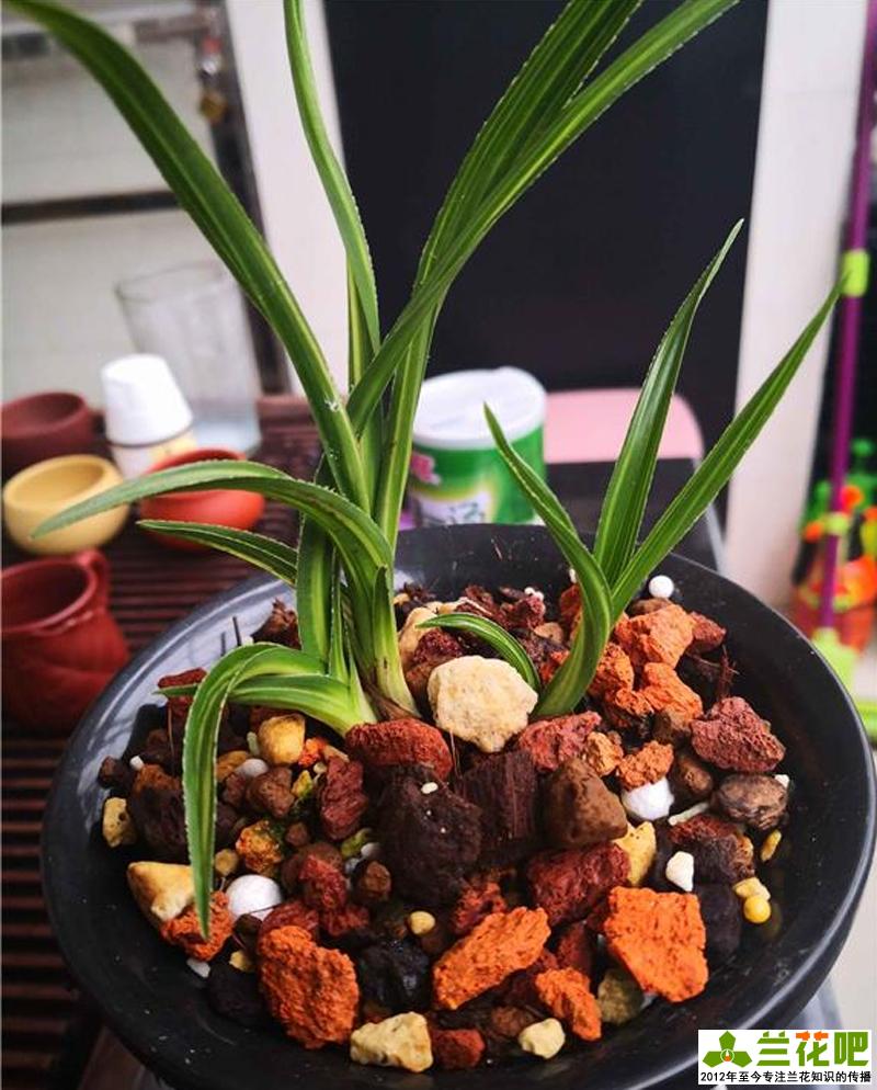 兰花水晶艺的养护方法,兰花水晶艺施什么肥