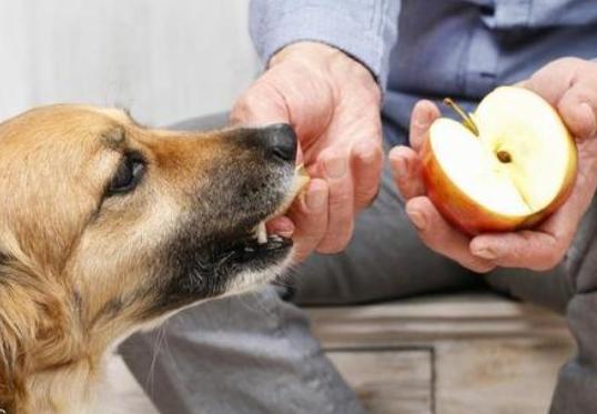 哪些水果不能喂宠物,狗狗不能吃果核