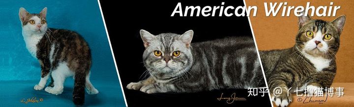 有哪些好看的家养猫,最适合家养的猫咪品种不掉毛