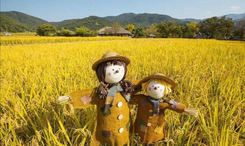 田间麻雀多怎么办,秋收时麻雀太多怎么办