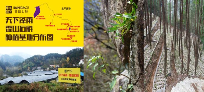 怎么样选好的石斛,什么品牌的石斛最好