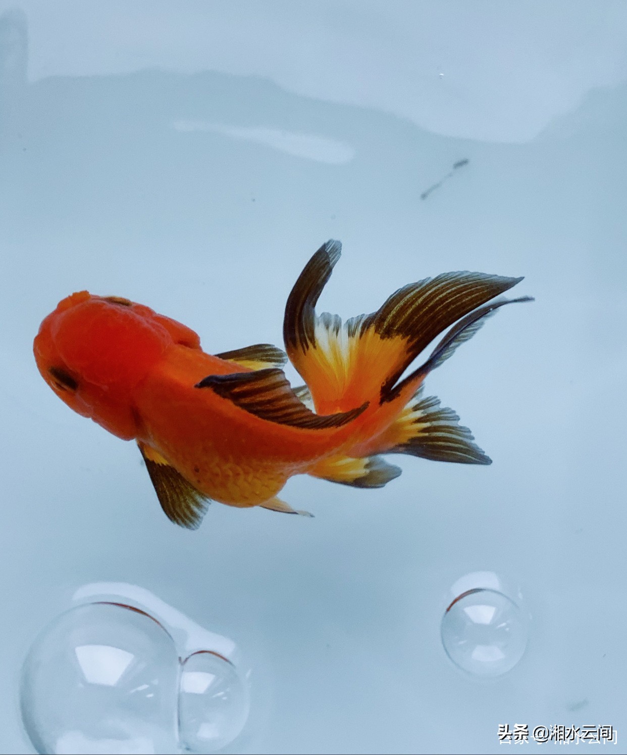 生活小帮手：怎样才能养好金鱼？