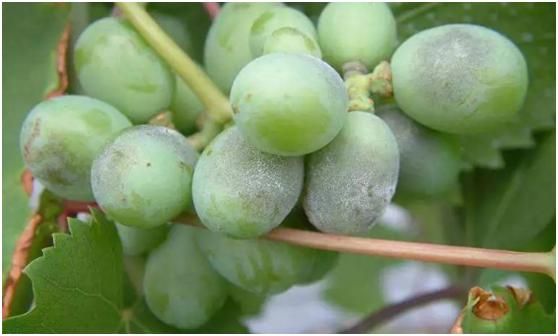 果树褐斑病害图片大全,果树病虫害用药一览表