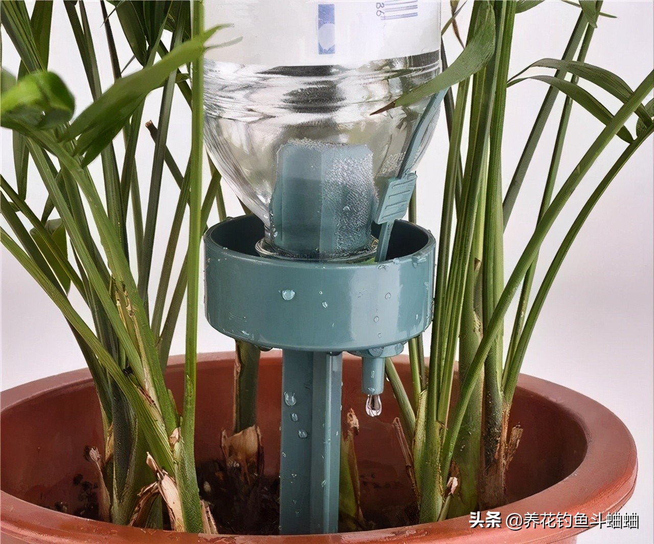 盆栽植物怎么浇水才好,室内盆栽植物浇水指南