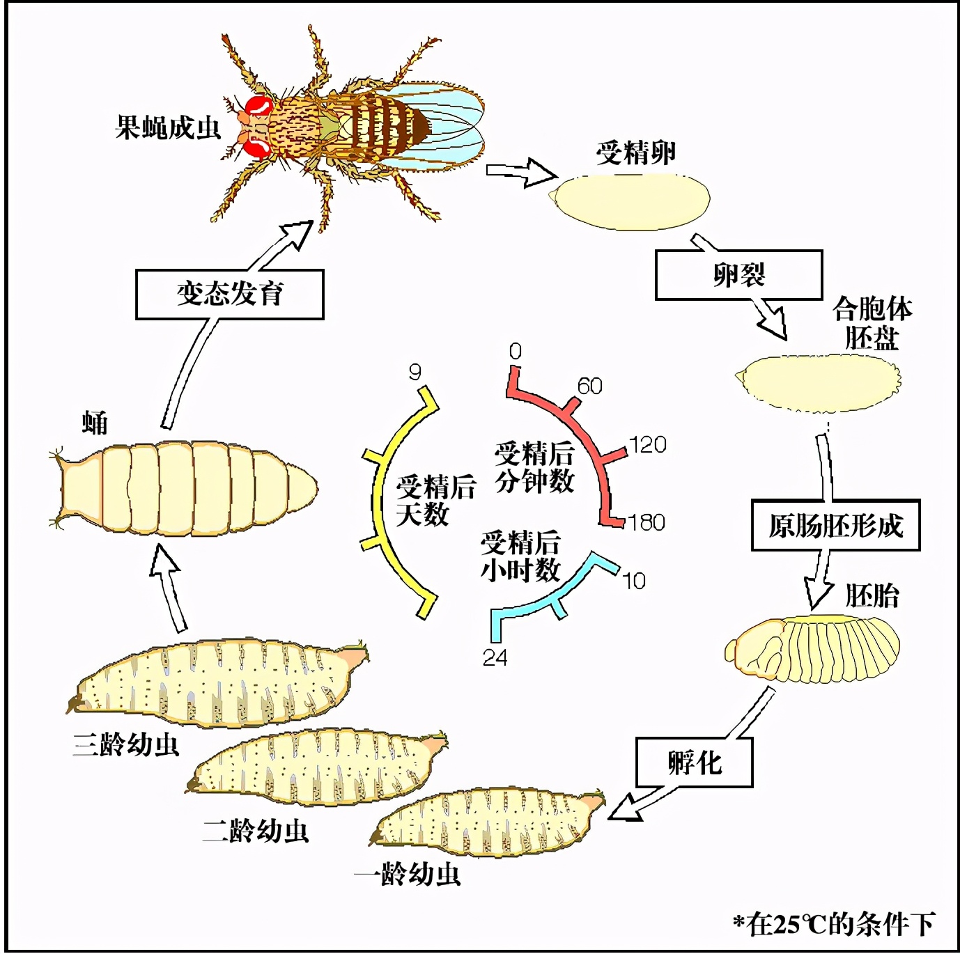 青岛海关检查出美国包裹黑腹果蝇,海关查获7000只黑腹果蝇后续