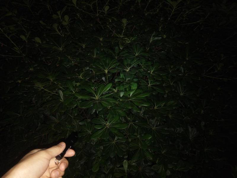 回家路上的一盏路灯,纳丽德k11评测