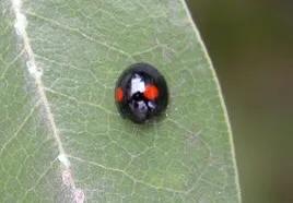 大樱桃树夏天白蚧虫病防治,樱桃树上的桑白蚧怎样消除