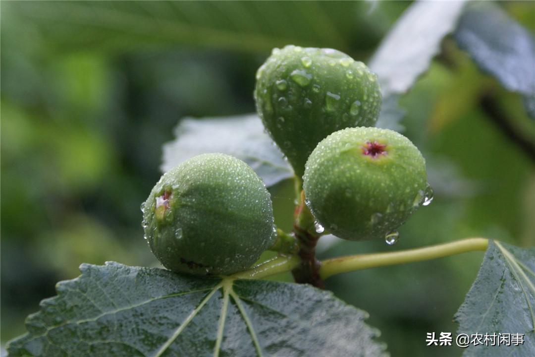 种植无花果的前景如何,种植无花果树的三个关键要点