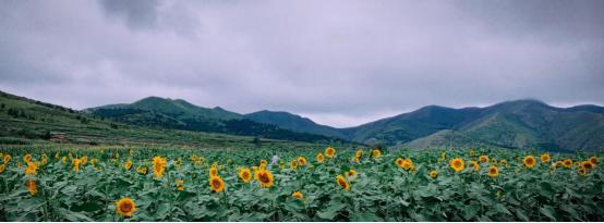 花生和核桃生长过程,核桃样子的坚果