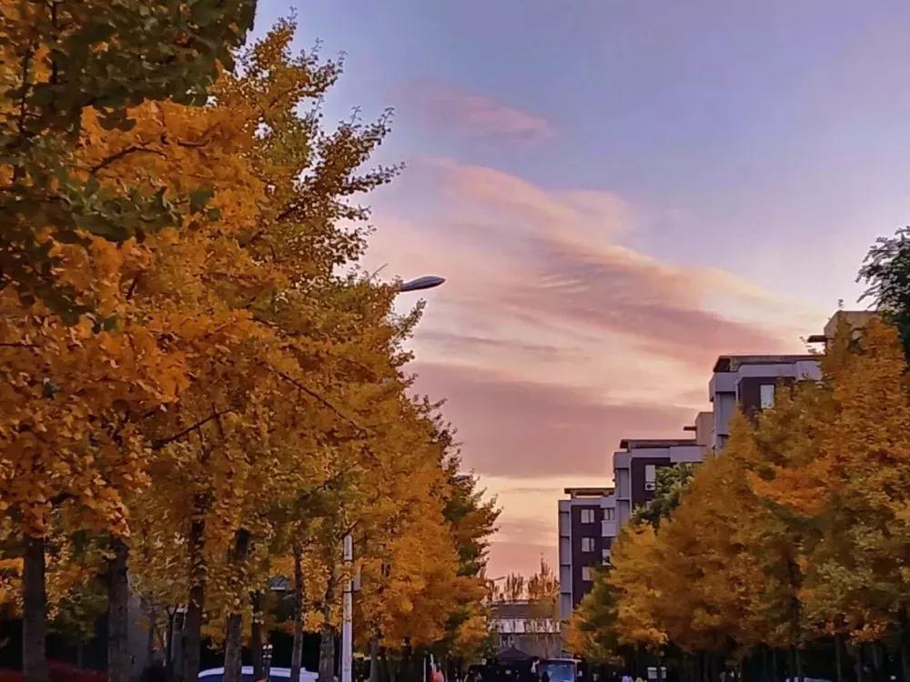 辽宁中医药大学杏林学院独立学院,辽宁中医药大学三个校区