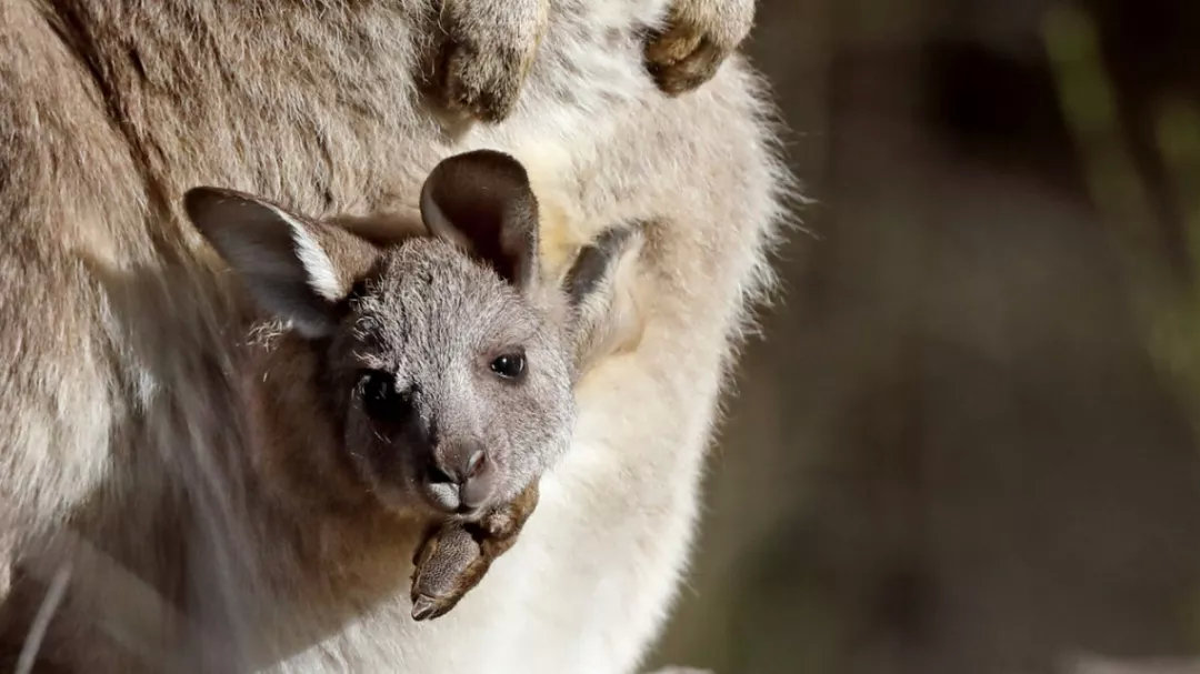 有袋类动物有哪些科,有袋类动物幼儿科普