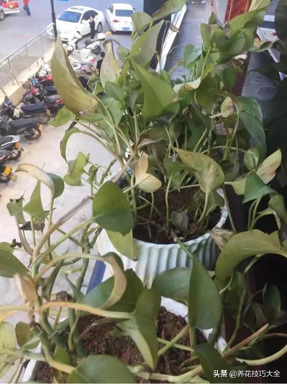 绿萝铜钱草家庭养殖,绿萝发财树黄叶子怎么办呢