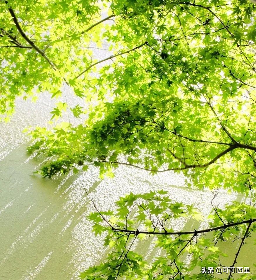 知足不常乐议论文600字,知足不知足诗词